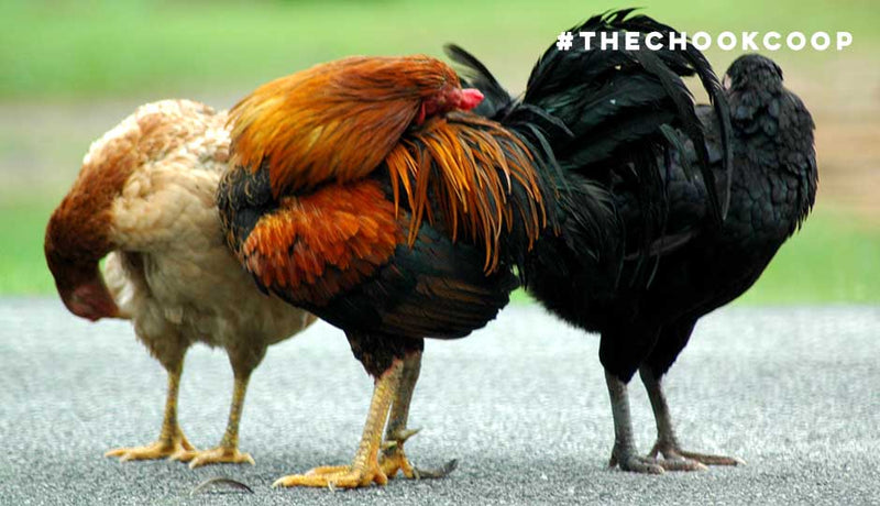 The Chook Coop Blog Page 3