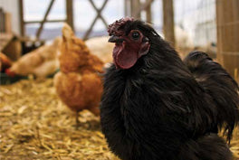 black and brown chicken foraging in chicken run