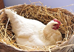 A broody hen will do anything she can to hatch an egg