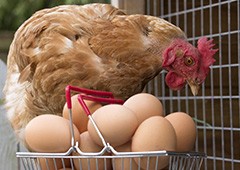 chicken admiring her clutch of eggs