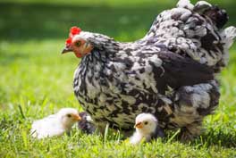 Mother-Hen-Protecting-Babies
