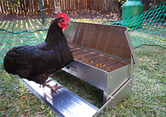chicken using treadle feeder