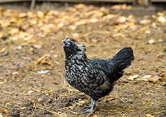 Chicken vocalising in leafy backyard