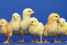 fluffy baby chicks