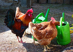 Chickens drinking from containers in backyard