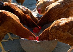 Chickens eating feed from trough