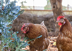 chickens eating leafy greens feature