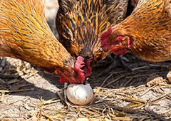 Chickens eating their own egg
