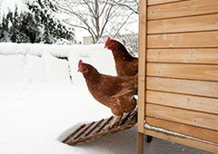 Chickens outside the coop in winter
