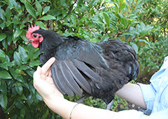 spreading a black australorp chicken wings to show flight feathers