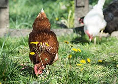 Chickens foraging in the backyard