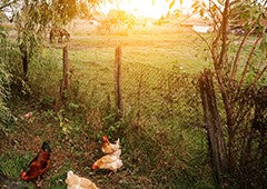 chickens-in-sunlight