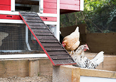 Chickens in red taj mahal backyard coop