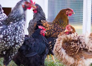 Top 20 Chicken Breeds for Your Backyard Coop