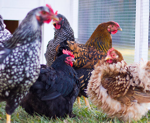 Training Domestic Guinea Fowl 101 - Backyard Poultry