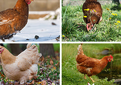 Montage of chickens coping in winter, summer, autumn and spring