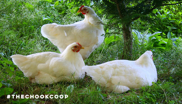 chickens sitting in shade of tree