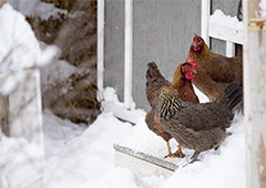 chickens standing in the snow outside