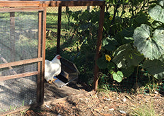 chook using chicken treadle feeder in penthouse chicken coop