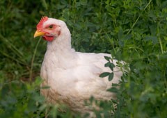 Cornish chicken in backyard