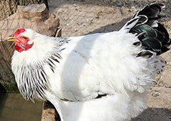 Light Sussex chicken drinking from water trough