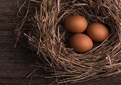 dark brown eggs in nest