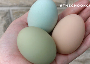 different coloured chicken eggs