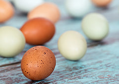 Different coloured chicken eggs and speckled eggs