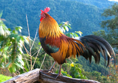 Rooster in backyard