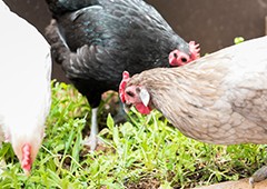 Mixed breed backyard chicken flock in mansion coop