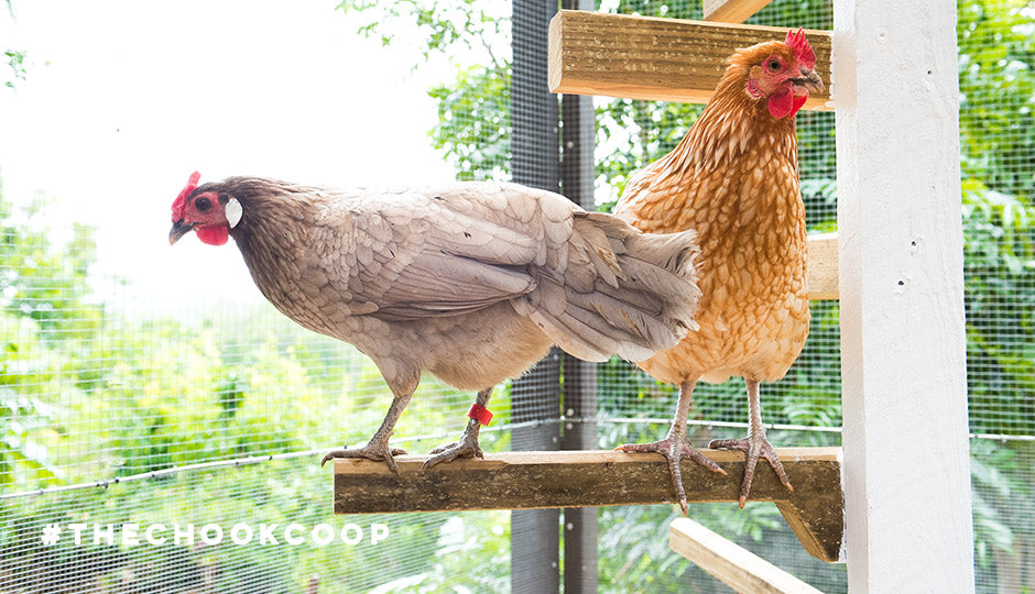 diy chicken tree roosting perches