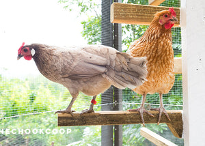 diy chicken tree roosting perches