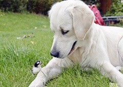 Dog with baby chicken in garden