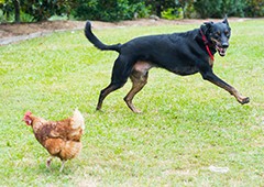 dog-chasing-chicken