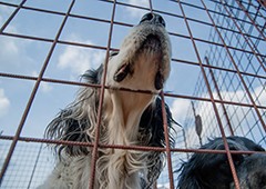 Secure fencing is the first step in keeping strange dogs away from your backyard chickens