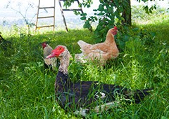 Ducks and chickens free ranging in the backyard