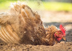 backyard chicken dust bathing