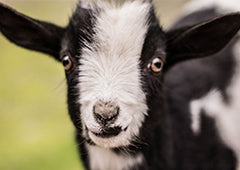 nigerian dwarf goat close up