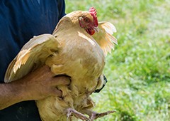 Egg bound chicken being checked by a farmer