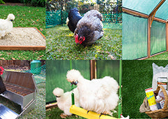 essential chicken coop accessories