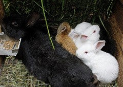 Black rabbit with small white and tan rabbits