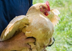in order to check your chicken for worms it helps to be able to handle your hen