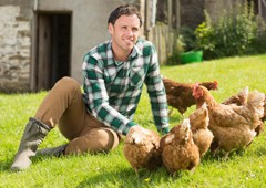 Farmer looking after chickens