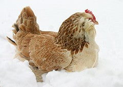 faverolle chickens