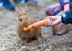 Rabbits really do love carrots, but there are plenty of other options for them to eat