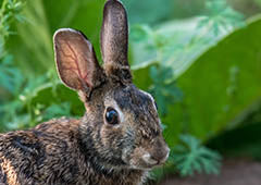 feral rabbit in vegetable garden