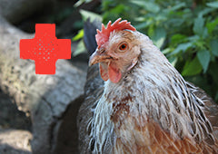 first aid for chickens