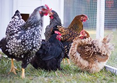 flock-of-different-chicken-breeds