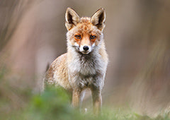 Fox in the backyard