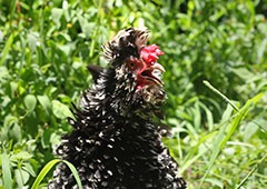 Frizzle chicken in backyard